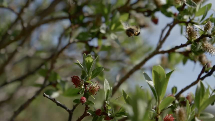 Bees are pollinating the flowers on the tree
