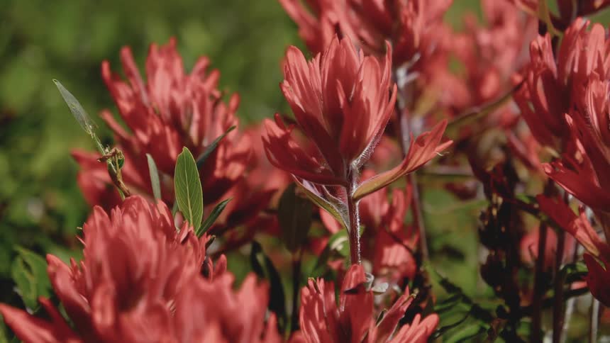 Pink flowers swaying in the breeze outdoors