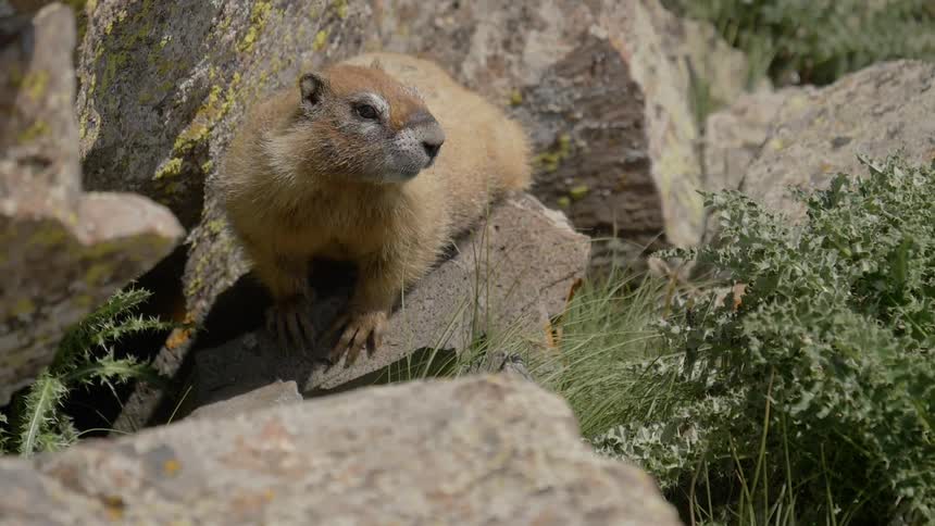 A marmot sits on a rock by other rocks