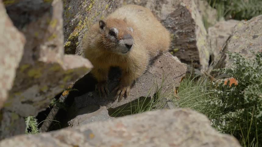 Animal sits on a rock near the green grassy vegetation