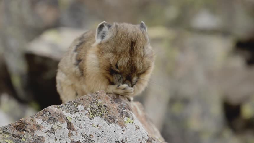 A small and cute rodent sits atop a rock while wiping its nose with its paws
