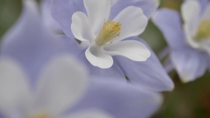 A close up view of flowers are displayed