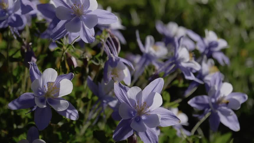 Lavender colored flowers in full bloom outdoors
