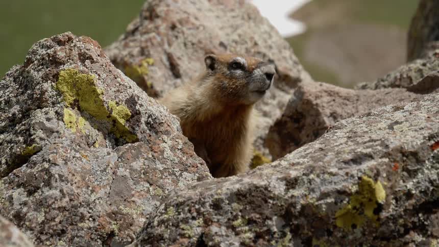 An animal is sitting on rocks outdoors