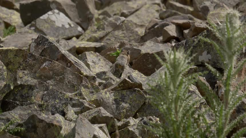 A pika running while holds a food in his mouth