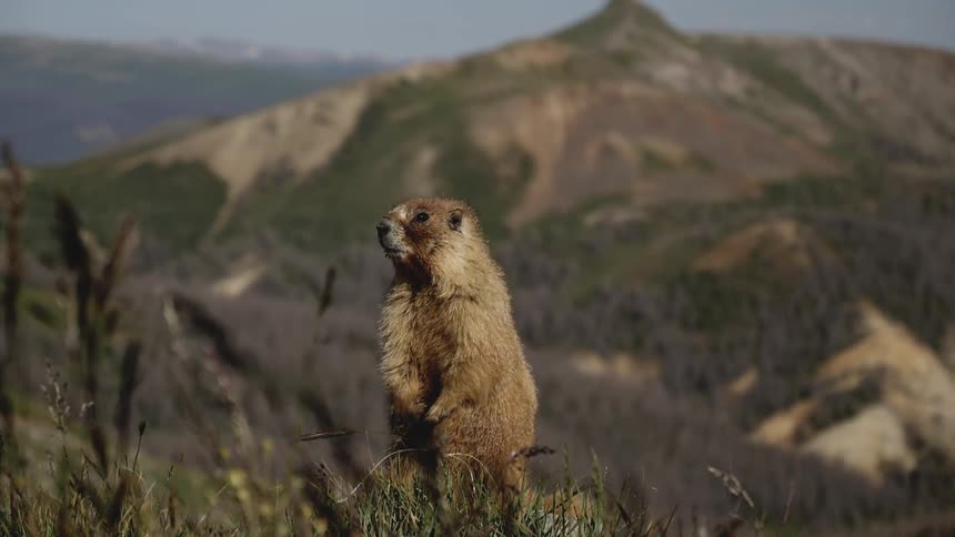 marmot stands on slope with mountain in background