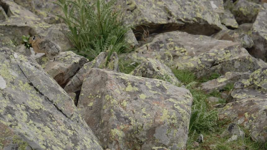 A pika running on rocks with leaves in his mouth