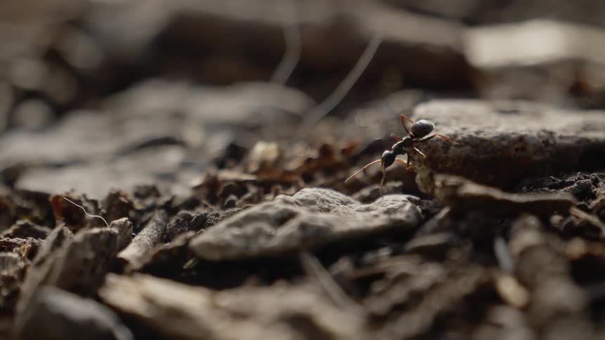 An ant walks on the rocks