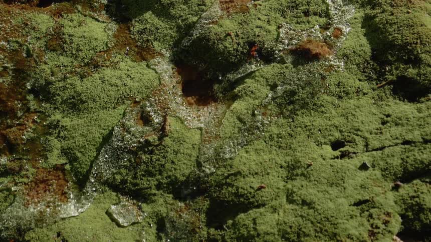 Water pours over the moss