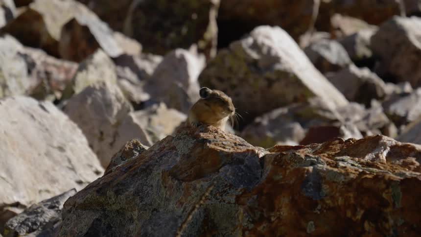 A mouse sits on top of a rock and runs away