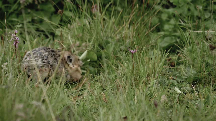 A furry animal pulls a mouthful of leaves out of the ground