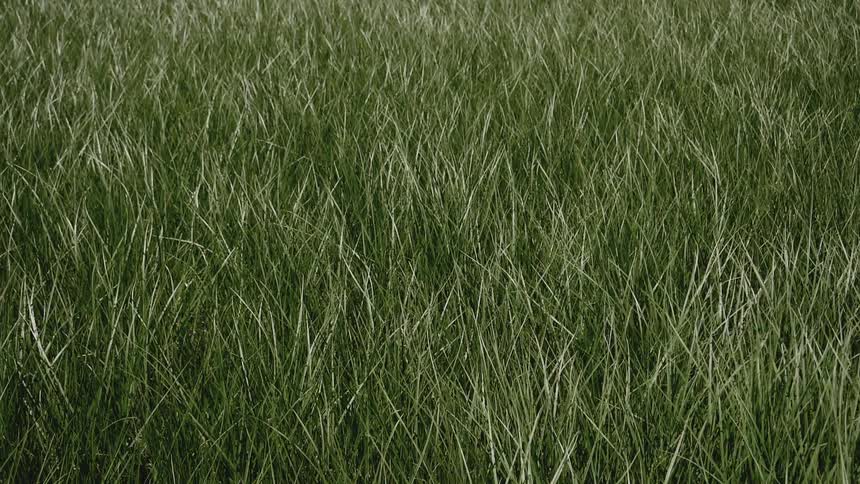 The tall green grass blows in the wind