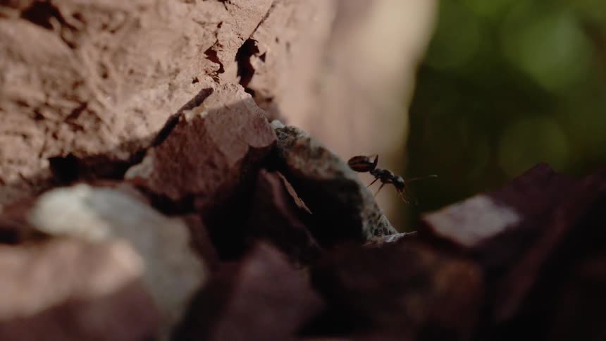 An ant crawls across rocks