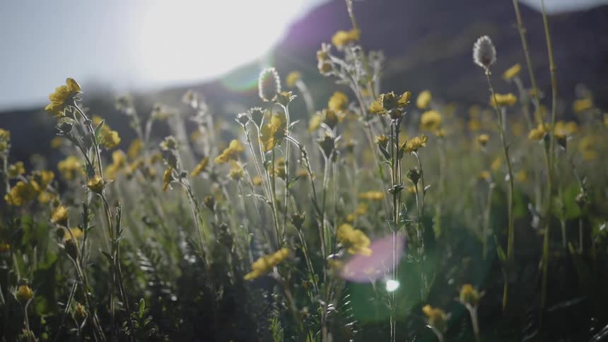The sun shines brightly upon a field full of tall grass and wildflowers