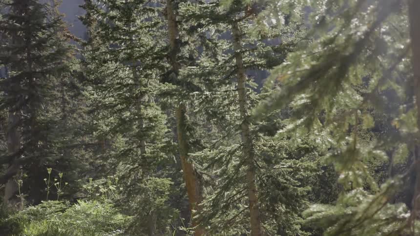 A forest with trees and plants