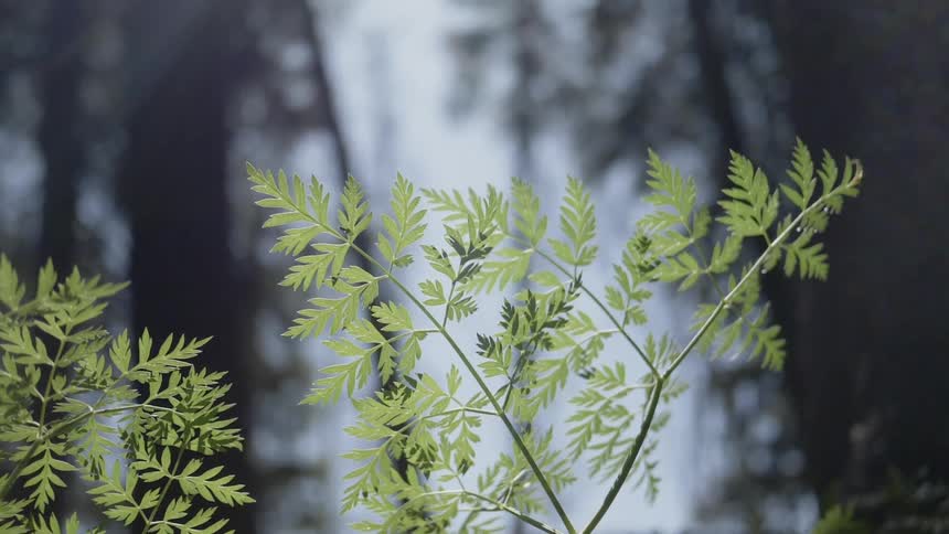 A small plant in a forest