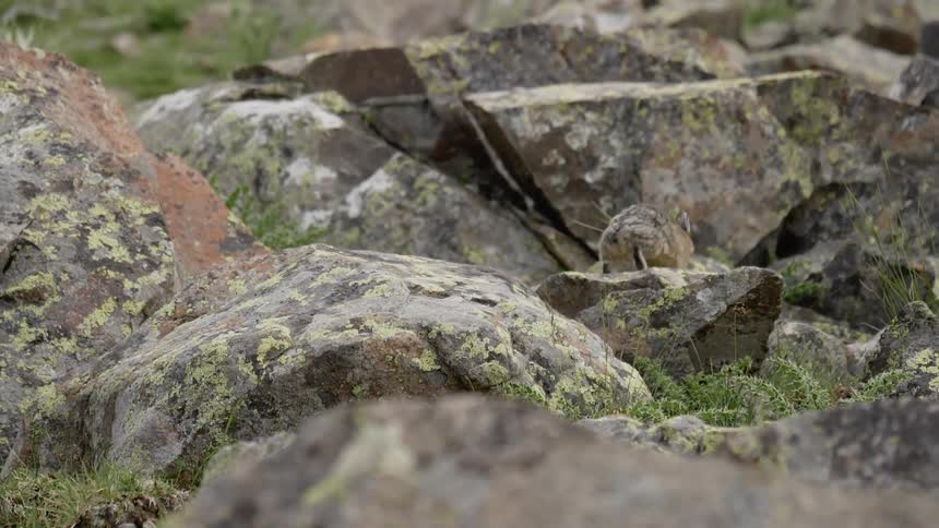 A pika hops away with a mouthful of plants