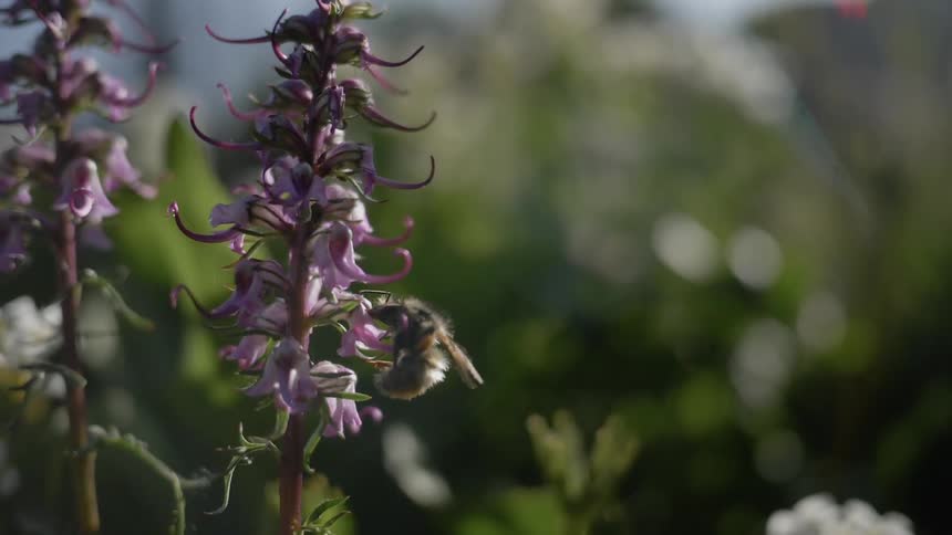 A honey bee wiggles its legs as it attempts to collect pollen from a small flowering plant