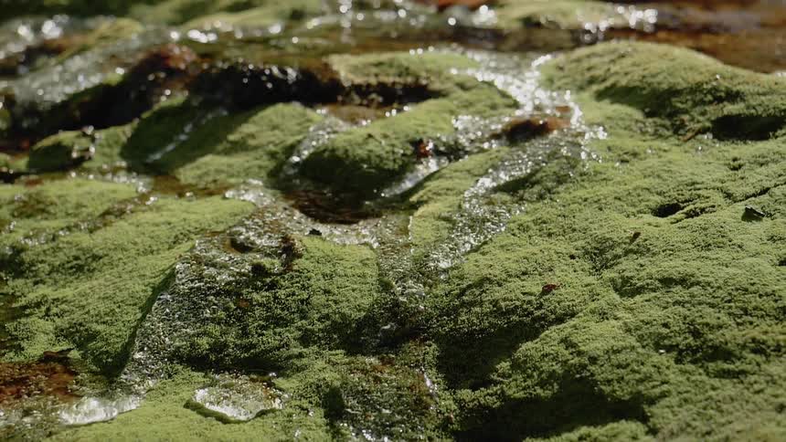 Water trickling over moss covered rocks in a stream