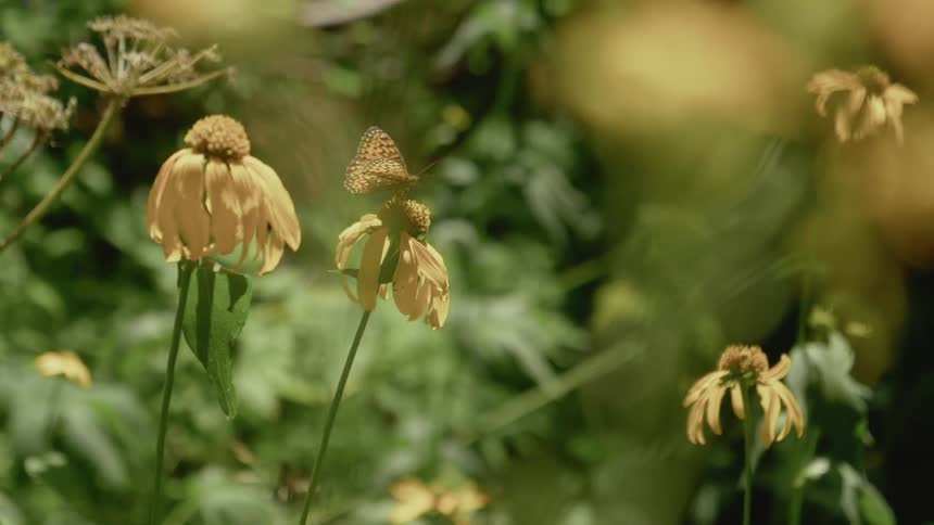 A butterfly on a yellow flower with plants in the background