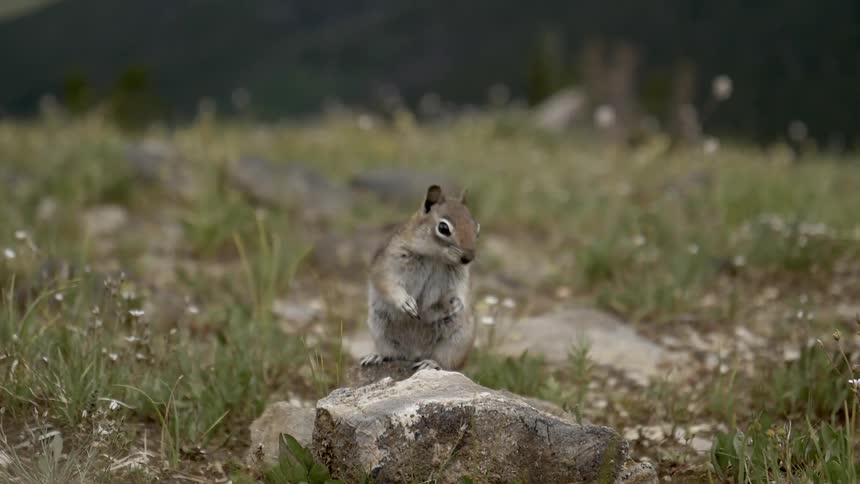 A small animal is standing on a rock in a grassland area