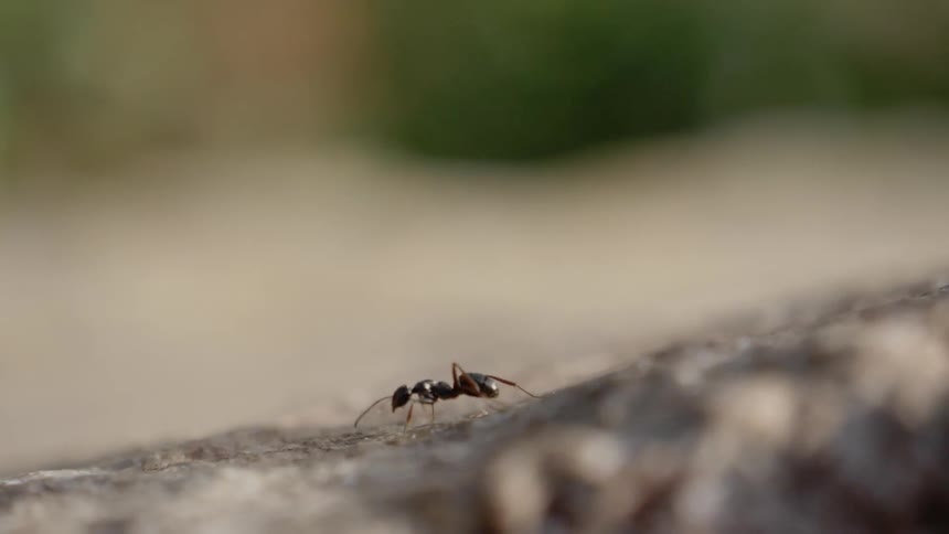 Ant goes downhill
