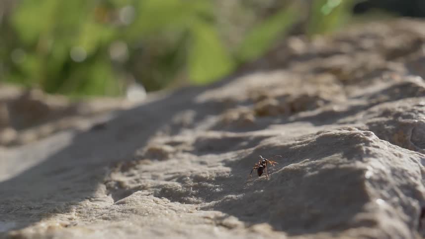 A red ant walks and climbs on white stone on a sunny day
