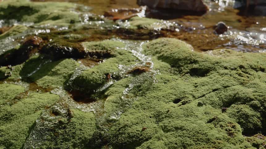 Water from stream spills over moss covered rocks