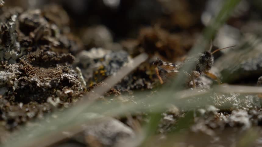 A grasshopper walks in the soil