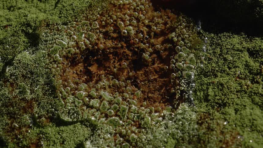 Water is covering the moss outdoors