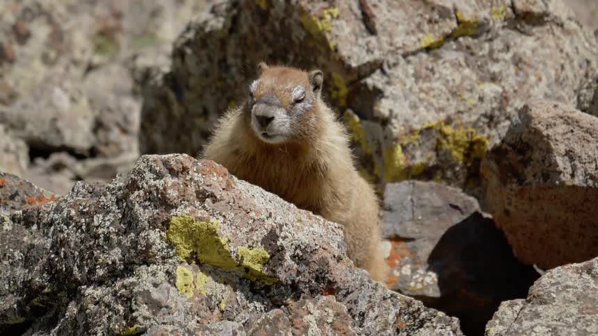A marmot sitting on top of a rock