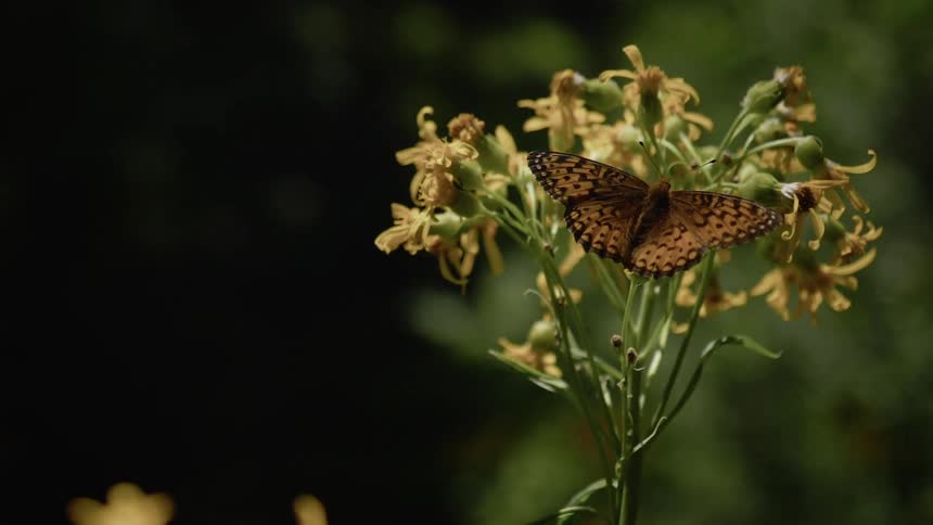 A butterfly sitting on top of petals