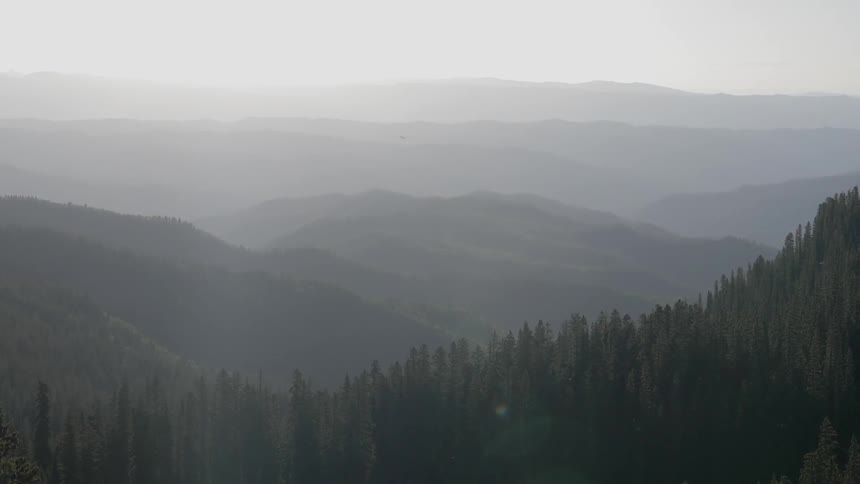 An aerial footage of a fir forest