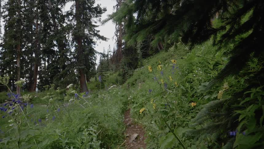 A narrow dirt path through a woodland