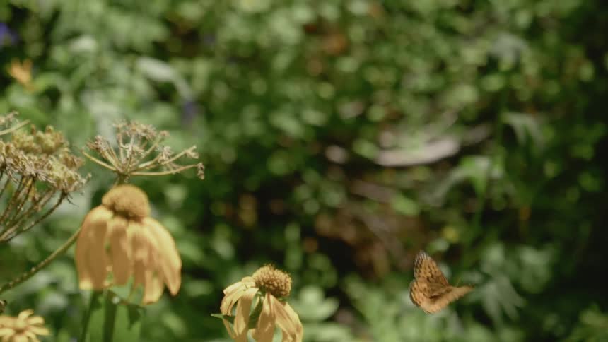 Butterfly taking off from a dead flower and flying away