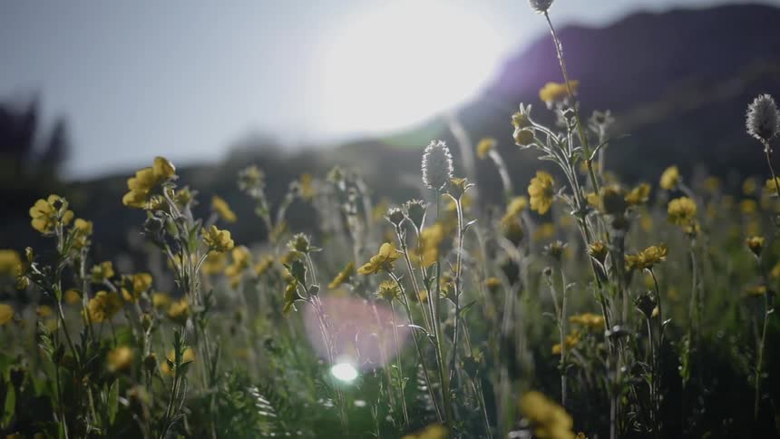 Buttercups and other flora resplendent in a meadow