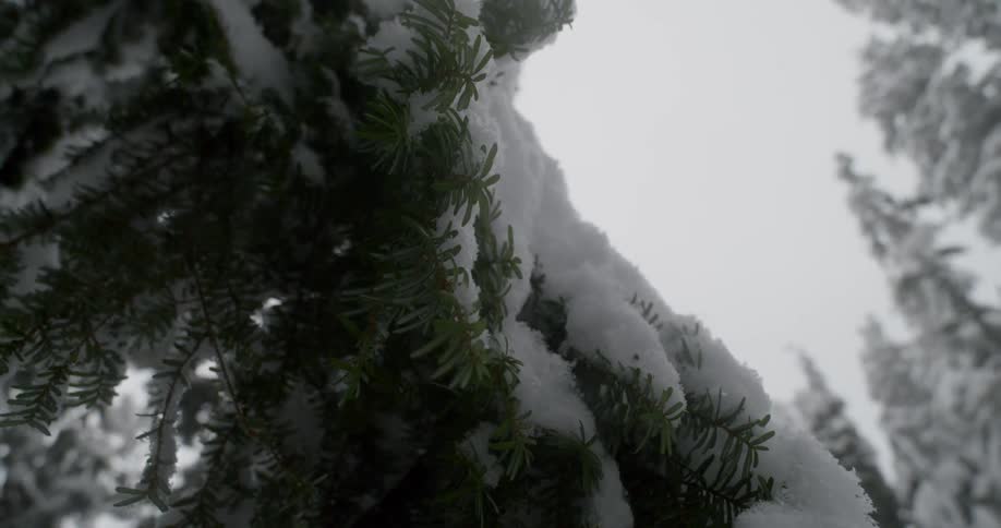 Snow falls onto trees already covered with a dusting of snow