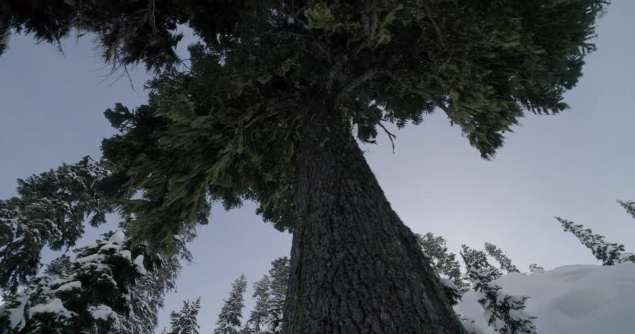 The tall trees are covered with snow