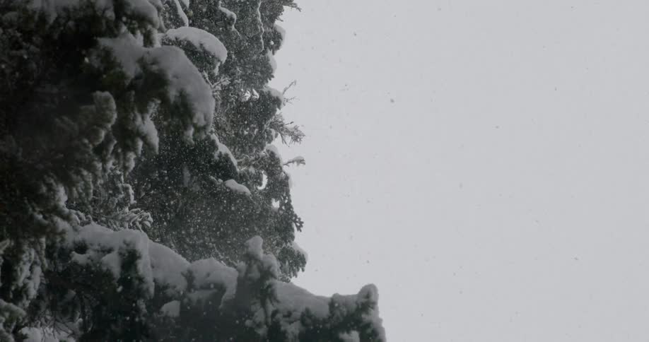 Snow is falling on the branches of evergreen trees