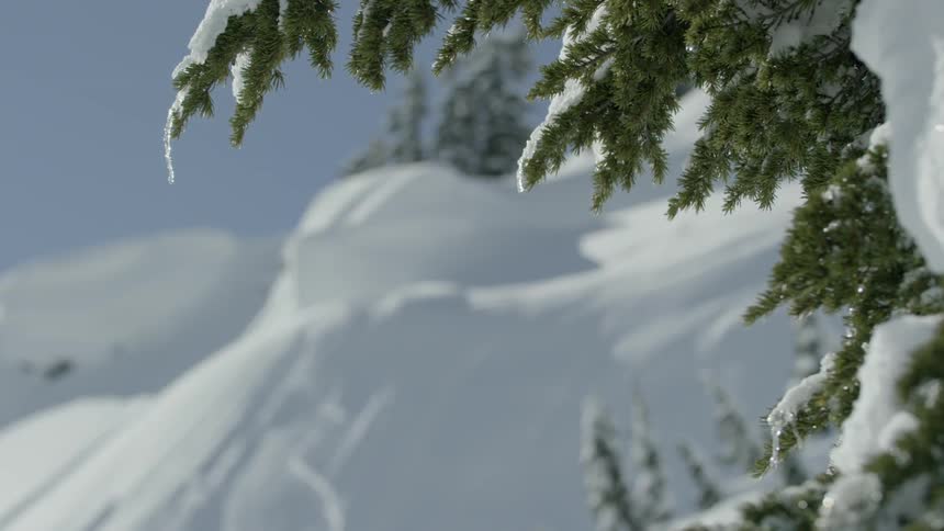 The tree is covered with snow on the hill