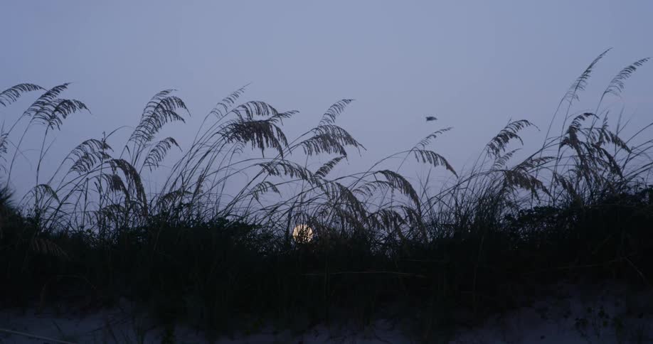 A silhouette scenery of a meadow