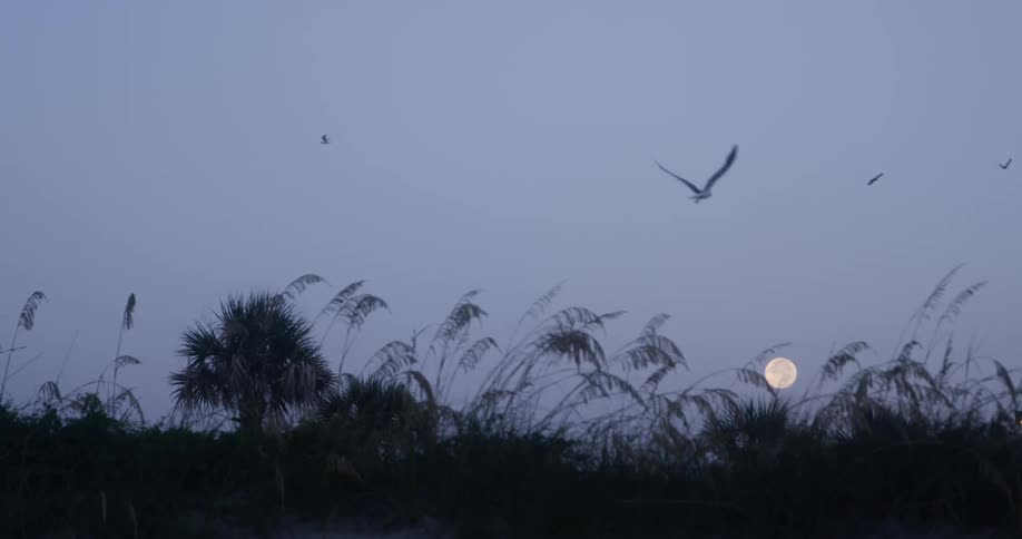 Birds fly over trees during sunset with a full moon in the background