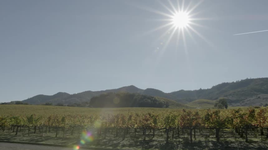 Sunlight shines down on vines growing in a vineyard
