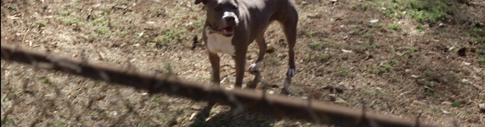 Dog pacing back and forth behind a fence in a yard
