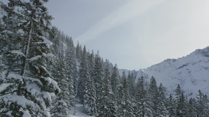 Pine trees cover a snowy mountainside in the wilderness