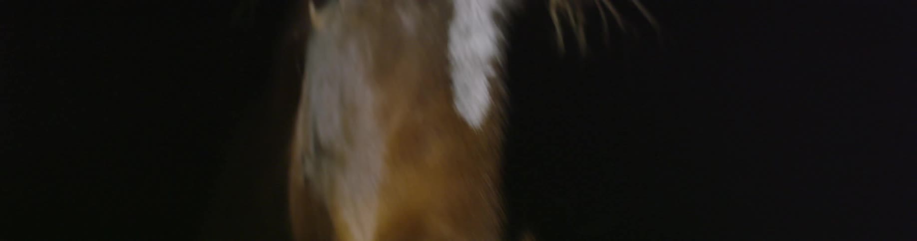A horse lifts its head and looks outward