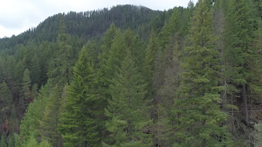 An aerial footage of a fir forest