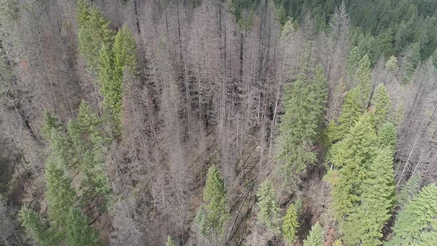 An aerial view of a forest is displayed