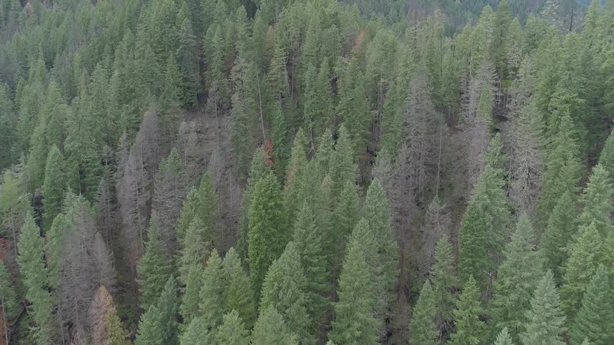 The tall trees fill the range ahead