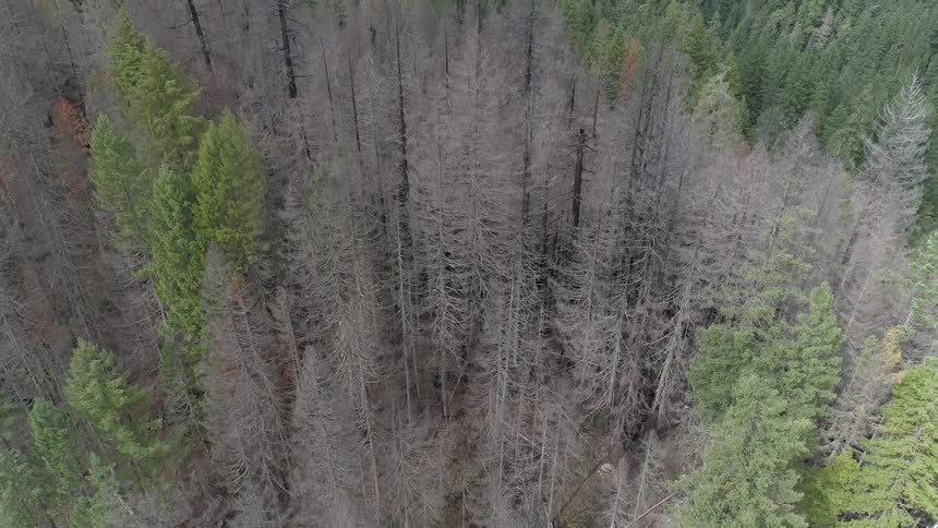 The hill is full of very tall trees